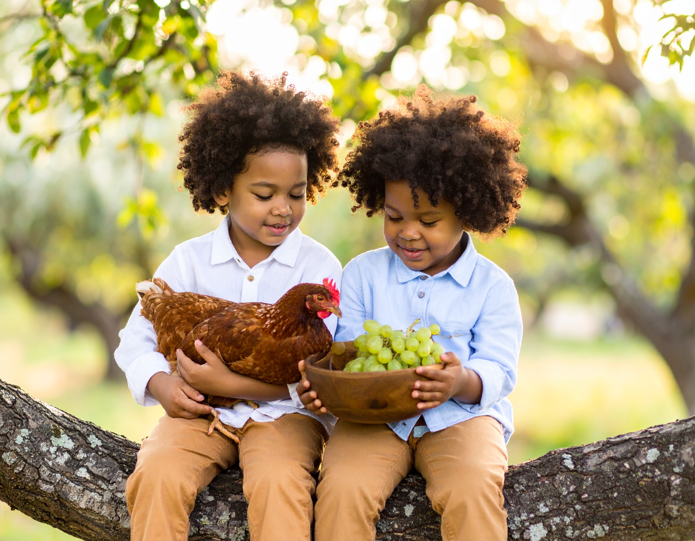 boys-in-tree-fruit-and-chicken